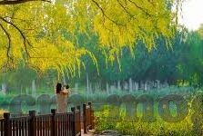 成人性视频4免费-成人性视频4免费，网络时代的灰色地带与法律边界
