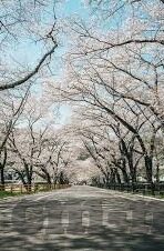 日本毛片成人高清视频在线观看-探索成人内容观看的边界与伦理